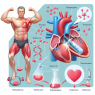 Effet de la testostérone sur la fonction du muscle cardiaque
