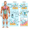 Injection de stanozolol et son rôle dans la réduction de la masse grasse